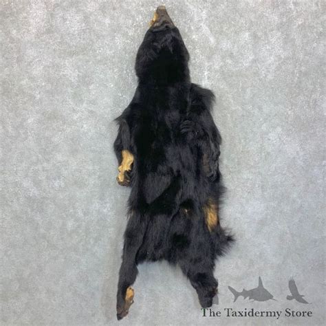 North American Taxidermy For Sale