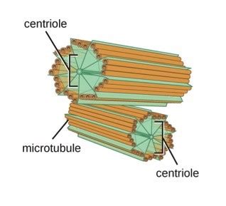 Centrioles - Expii