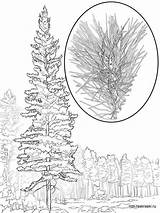 Pine Tree coloring Pages sketch template