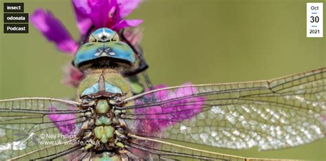 UK Wildlife Podcast ~ State of Dragonflies - British Dragonfly Society