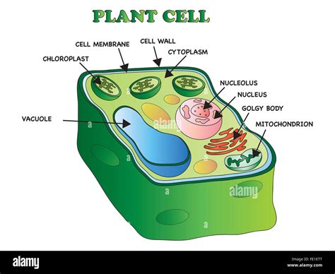 Cytoplasm In Plant Cell