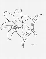 Tiger Lily Flower Coloring Pages  Best Coloring sketch template