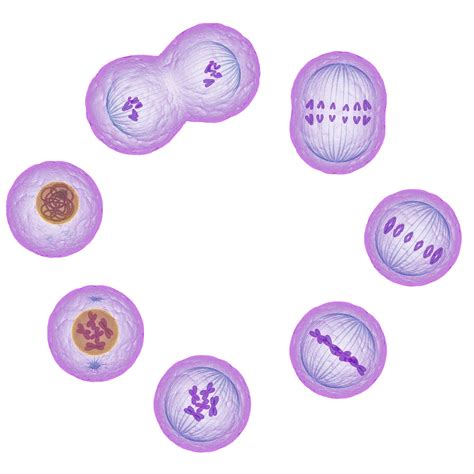 The Stages of Mitosis and Cell Division | Mitosis, Biology art, Plant cell