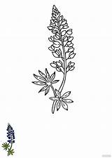 Bluebonnet State Flower Coloring Page Pages sketch template