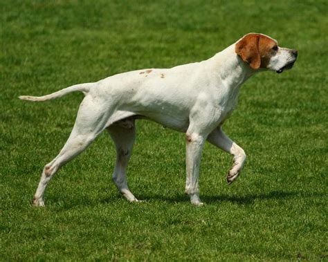 Catalburun: tudo sobre esta incrível raça turca de cães