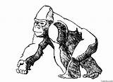Gorilla Coloring Page » Turkau sketch template