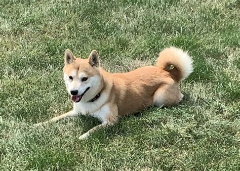 Shiba Inu Puppies - Family Forever Puppies