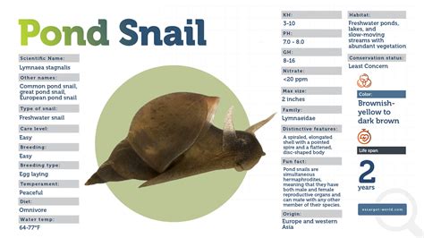 Pond Snails - Are Those The Friendly Cleaners You Aquarium Need?