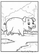 Free Coloring Pages Pigs sketch template