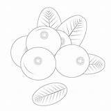 Coloring page For Kids Cranberry With Leaves Printable coloring pages  sketch template