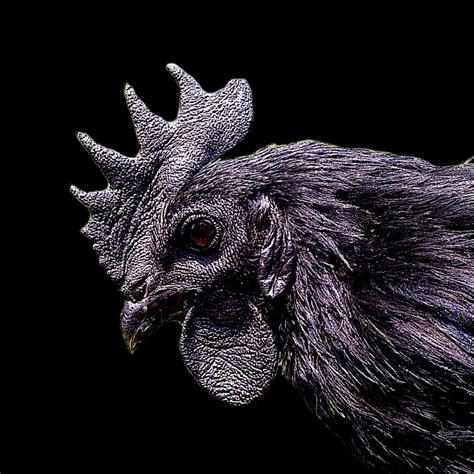 Cemani Farms | Ayam Cemani The Exotic Black Chicken of Indonesia