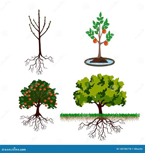 Stages of Growth Tree from Sprout To Adult Plant Stock Vector - Illustration of collection ...