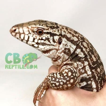 Argentine Tegu Habitat | Argentine Tegu Tank | Terrarium | Enclosure Setup