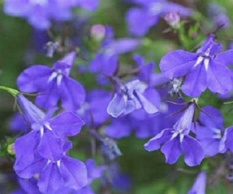 Lobelia Seeds Trailing Lobelia Crystal Palace Blue 50 Pelleted Seeds