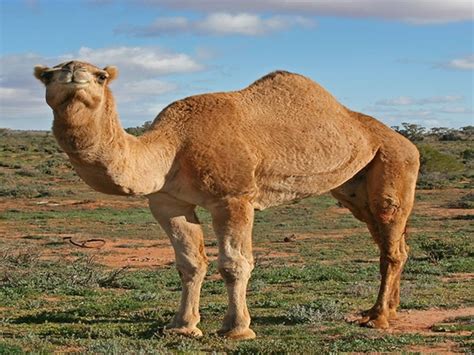 Helicopter-borne snipers to cull down feral camels in Australia | Lifestyle