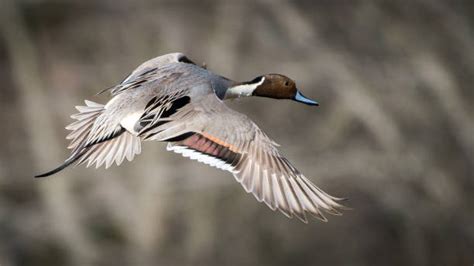 Pintail Duck Stock Photos, Pictures & Royalty-Free Images - iStock