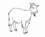 Coloring Pages Goat  Team sketch template