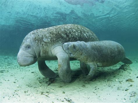 West African Manatee - Life of Sea