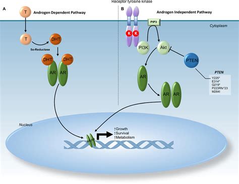 Schematic representation of androgen receptor pathway. Section (A)... | Download Scientific Diagram