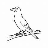 Premium Vector  Crow coloring Pages crow bird outline For sketch template