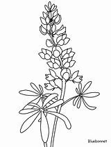 Bluebonnet Flowers Coloring Pages & coloring Book sketch template