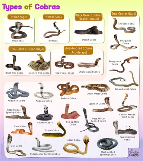 Cobra Facts, Types, Diet, Reproduction, Classification, Pictures