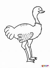Emu Ostrich Coloring Page  Free Printable Pages sketch template
