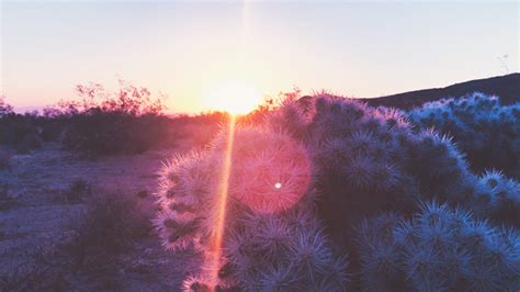 leahberman:desert spiritsJoshua Tree National Park, Californiainstagram - Tumblr Pics