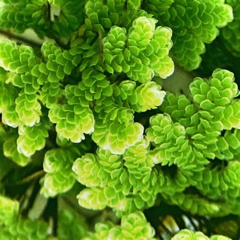 What is Azolla Cultivation? Use of Azolla as Animal Feed