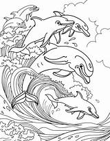 Free DOLPHIN Coloring Pages Your Kids Will Love Download Printable  sketch template