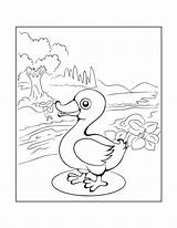 Duck Pond Coloring Page sketch template