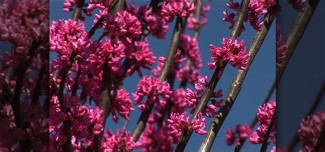 How to Select the best redbud tree for your yard « Gardening :: WonderHowTo