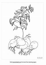 Potato Plant Coloring Page sketch template