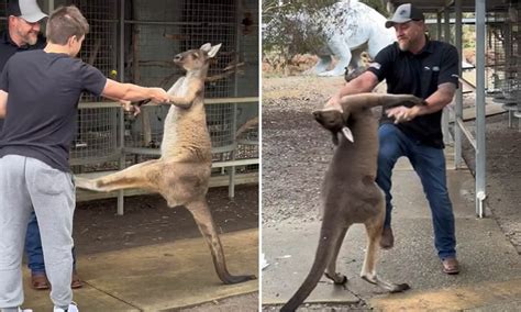 Kangaroo Attacks Woman