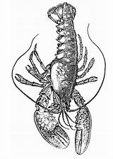 Lobster Coloring Outline Pages Clip Colouring Drawing Animal Template  sketch template