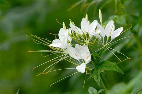 National Flower Of Cuba - Beautiful Butterfly Jasmine - Plantisima