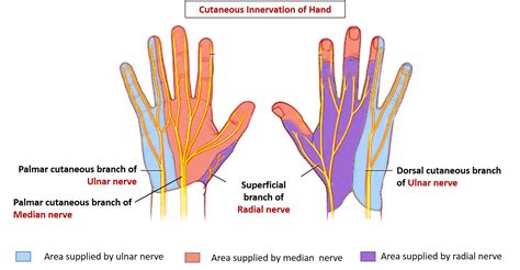 Cutaneous Innervation of Hand – Anatomy QA