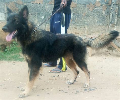 Caucasian And GSD Mix For Sale - Pets - Nigeria