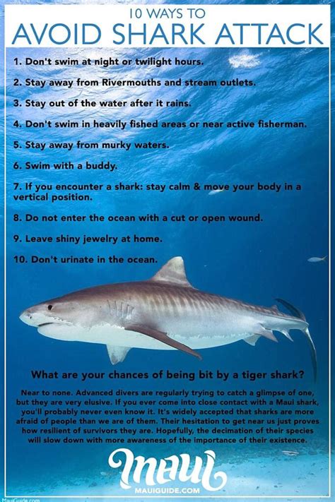 Maui Sharks | Shark Attack in Maui, Hawaii | Tiger, Reef, Mako, Bull