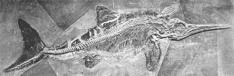 Free photo: Ichthyosaur Fossil - Animal, Bone, Fossil - Free Download - Jooinn