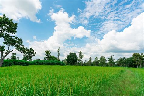 Landscape green rice field and cassava plantation. Rice farm with blue sky and clouds ...