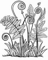 Fern Coloring Pages sketch template