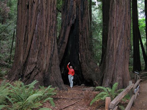 Grove of the ancients - massive redwood trees in California | Muir woods national monument ...