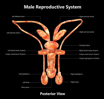 Male Reproductive System Detailed Labels Anatomy Stock Photo - Download ...