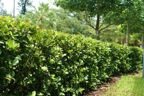 Viburnum hedge | Garden hedges, Evergreen garden, Hedges