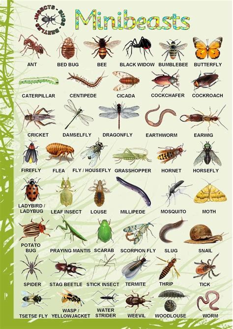 minibeasts poster | Inquiry- minibeasts | Pinterest | Poster, Forests ...