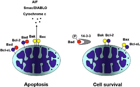 Function of Bcl-2 family proteins. Named after the founding member of... | Download Scientific ...