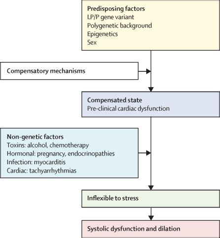 Dilated cardiomyopathy: causes, mechanisms, and current and future treatment approaches - The Lancet