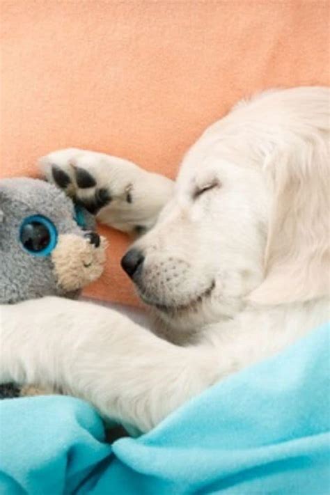 10 Best Ways To Get Your Puppy To Sleep Through The Night - House That ...