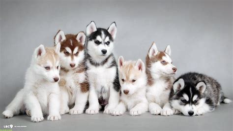 Siberian Husky Wallpapers - Top Free Siberian Husky Backgrounds ...